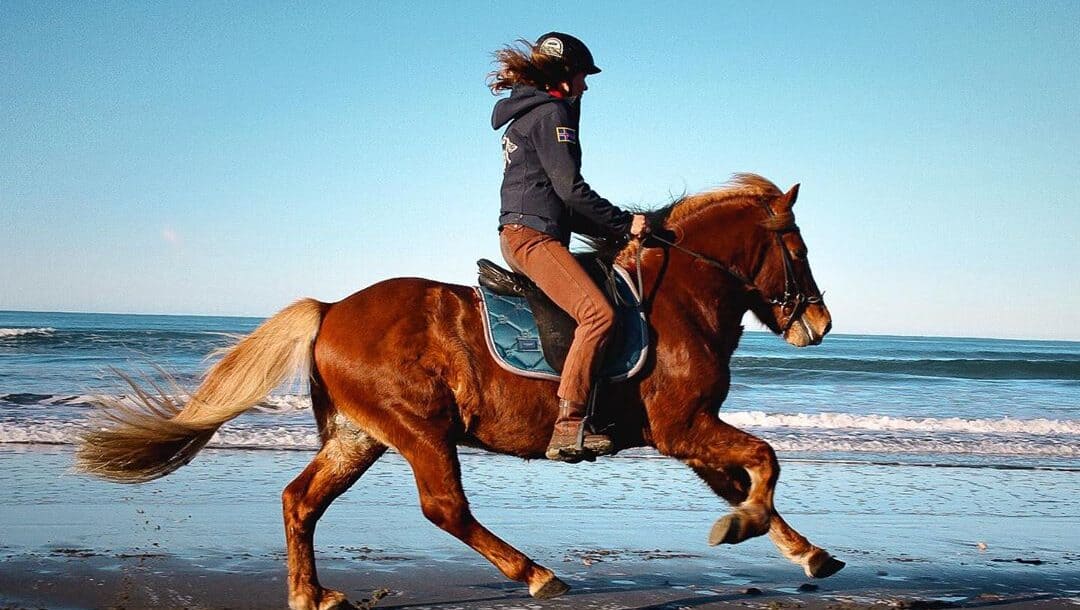 Horse Galloping