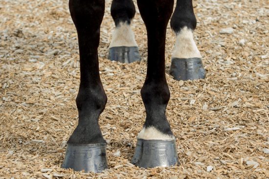 Degloved Horse Hoof