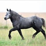 Percheron Draft Horse