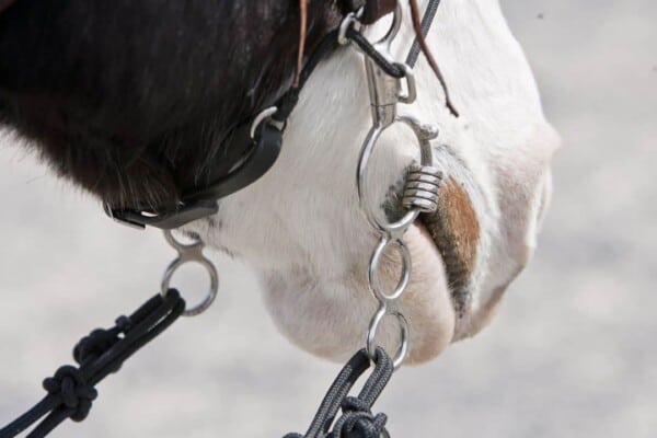 Horse Bits