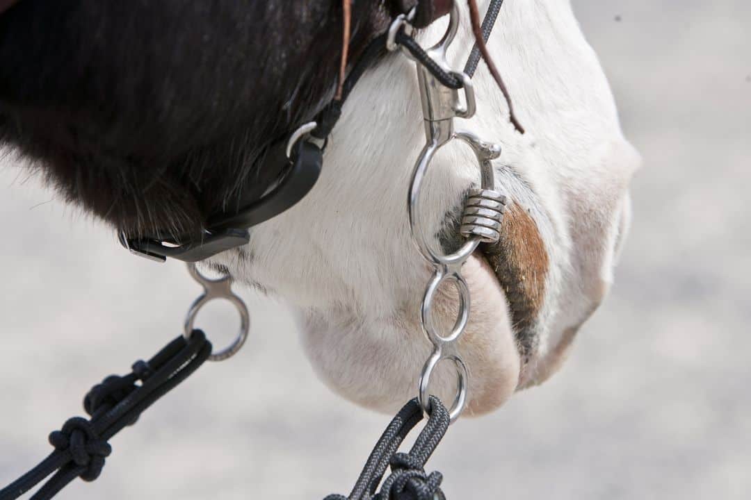 Horse Bits