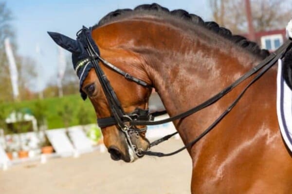 Best Horse Breeds for Dressage
