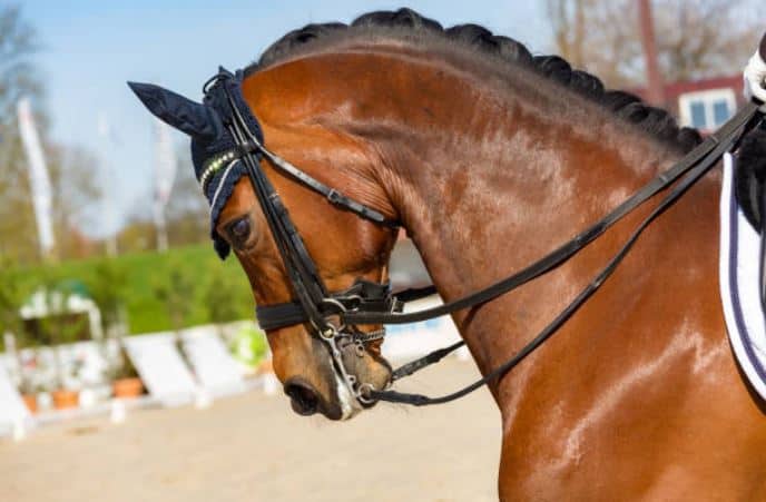 Best Horse Breeds for Dressage