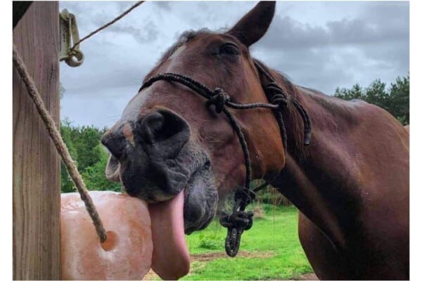Why Horse need Salt.