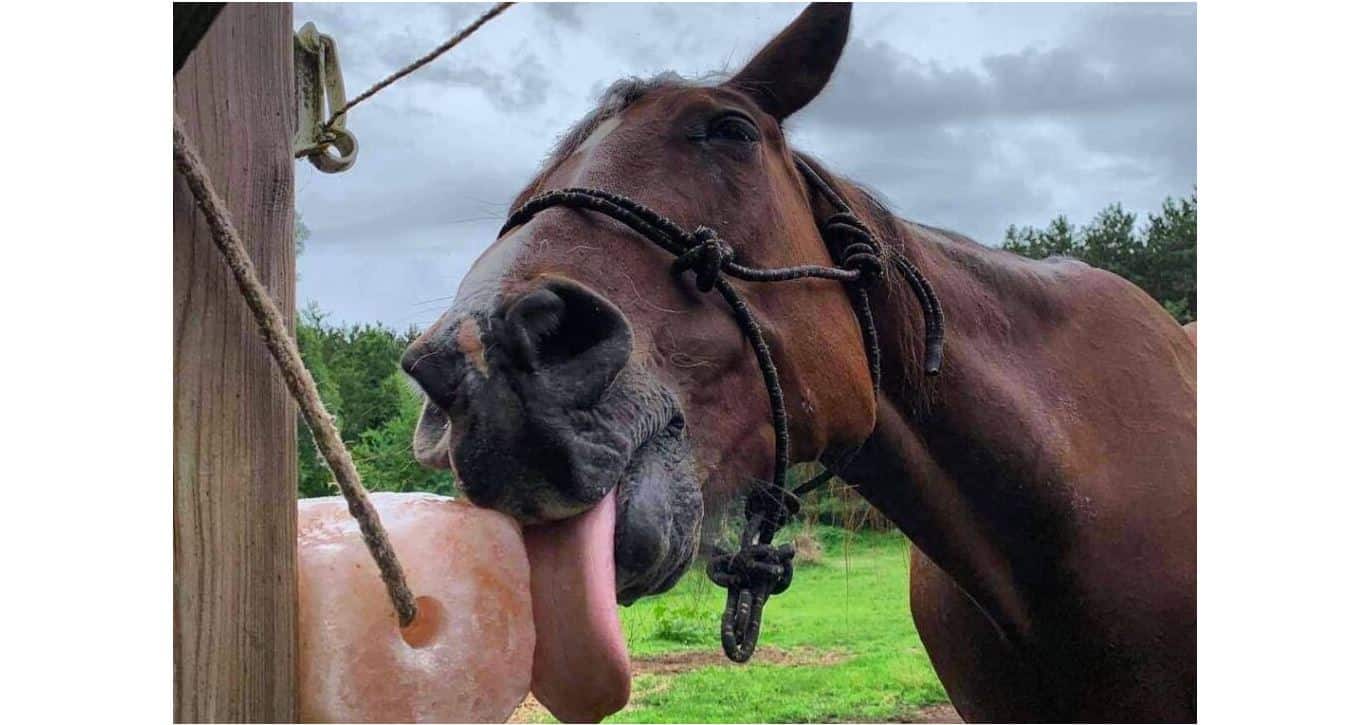 Why Horse need Salt.
