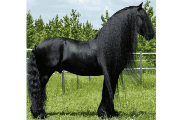 friesian cover