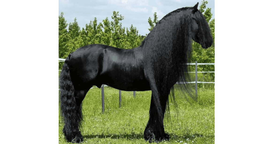 friesian cover