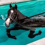 Can Horses Swim?