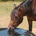 Horse Water Thirst