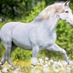 Andalusian Color