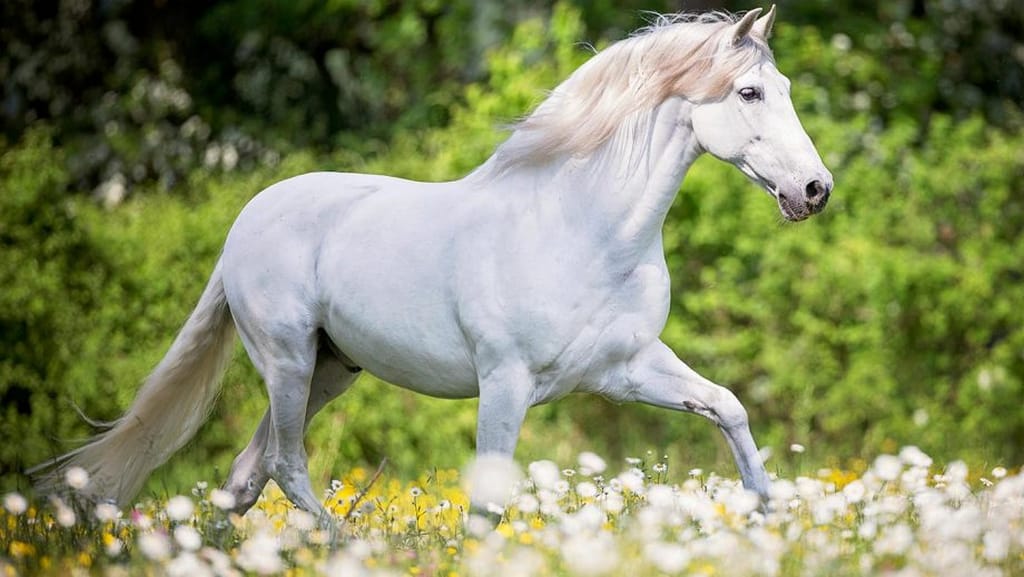 Andalusian Color