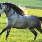 Andalusian Horse (Equus ferus caballus). Dapple gray gelding in a gallop on a meadow.