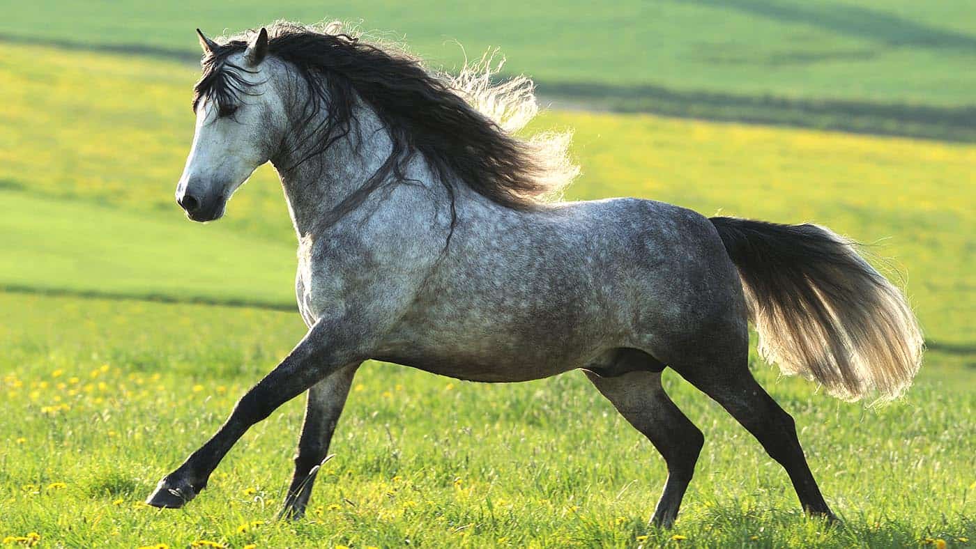 Andalusian Horse (Equus ferus caballus). Dapple gray gelding in a gallop on a meadow.