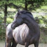 Andalusian Temperament