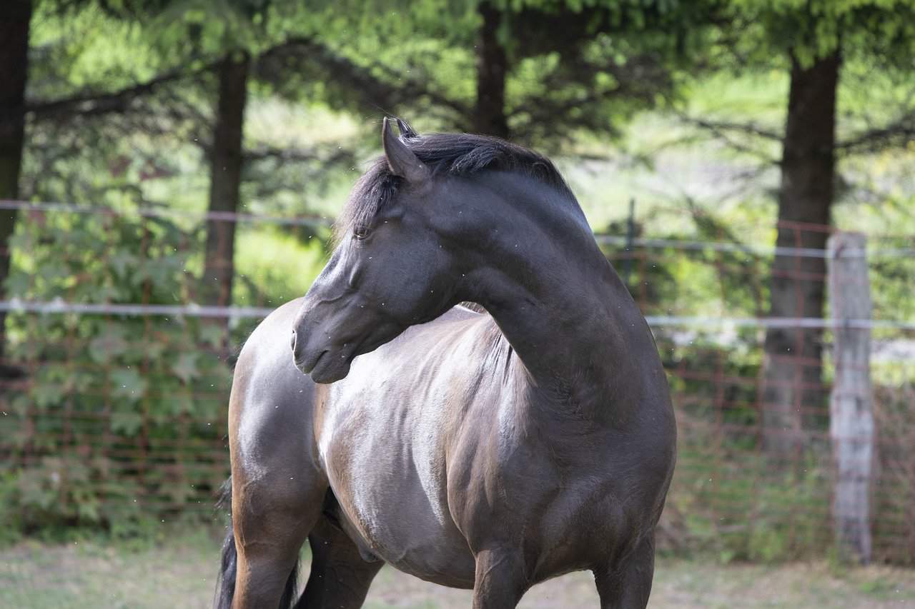 Andalusian Temperament
