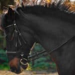 Andalusian Use
