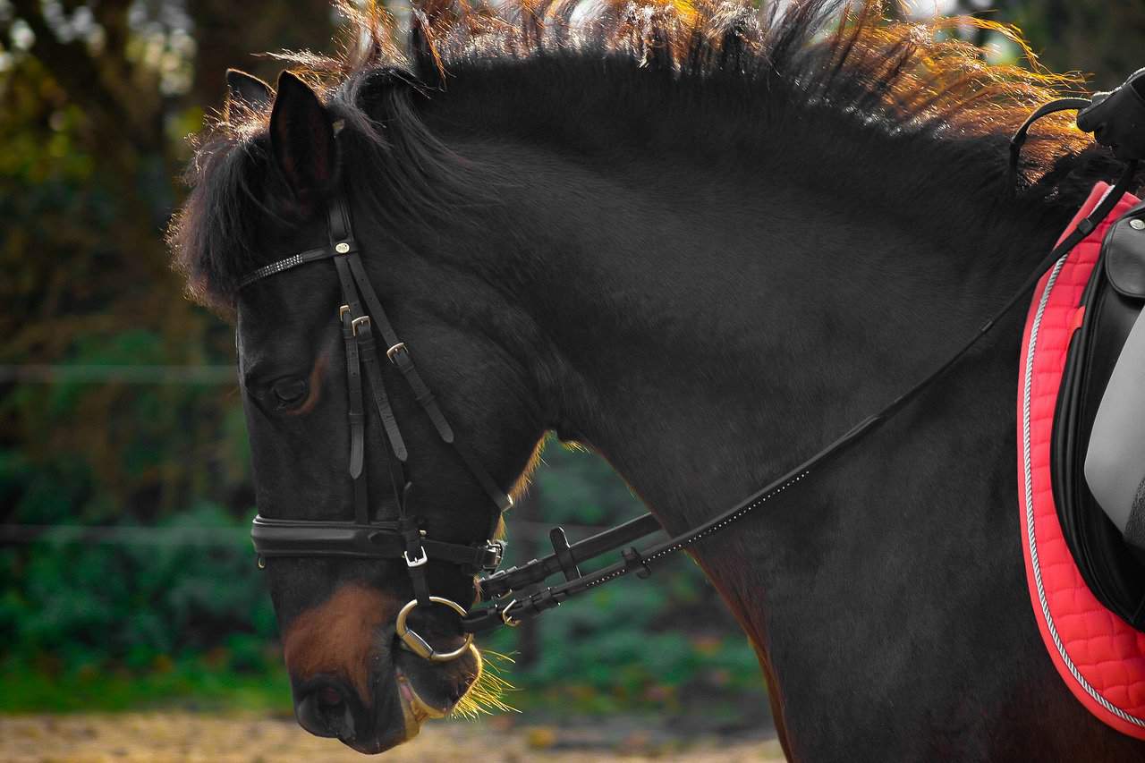 Andalusian Use