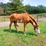 BALD FACE HORSE