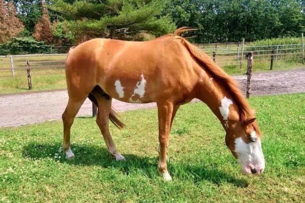 BALD FACE HORSE