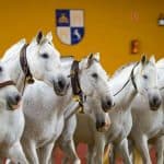 Carthusian Andalusian