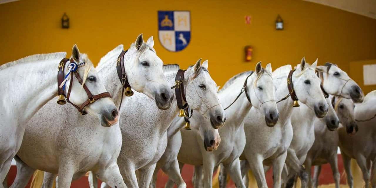 Carthusian Andalusian