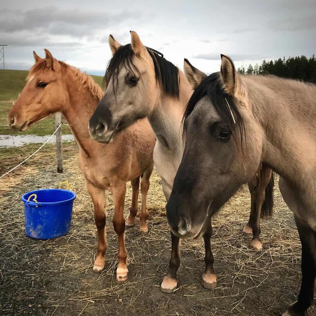 kiger mustangs