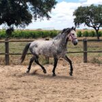 lusitano