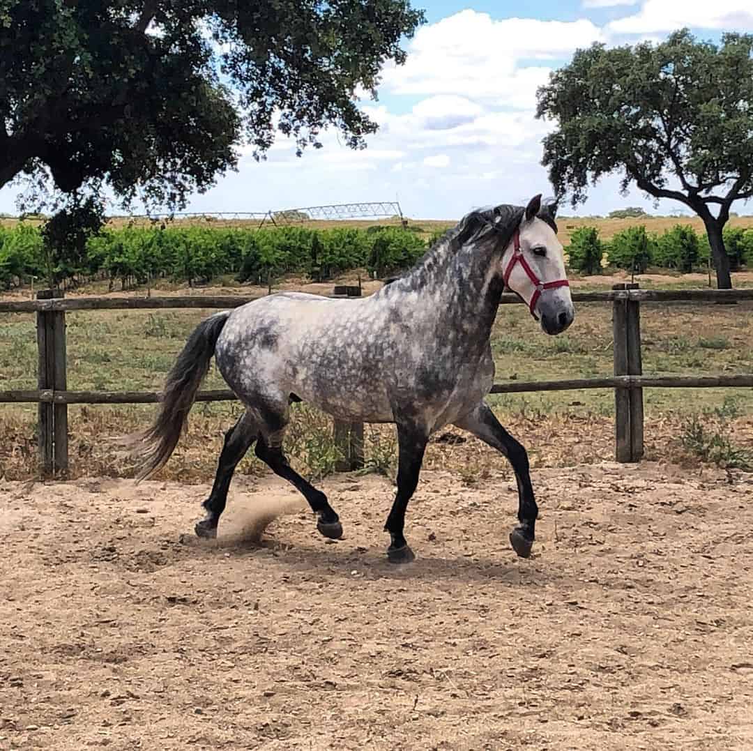 lusitano