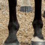 seriouslyequestrian_supplements