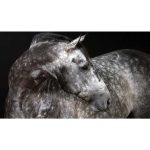 dapple grey horse