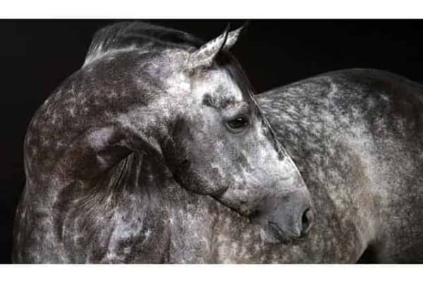 dapple grey horse