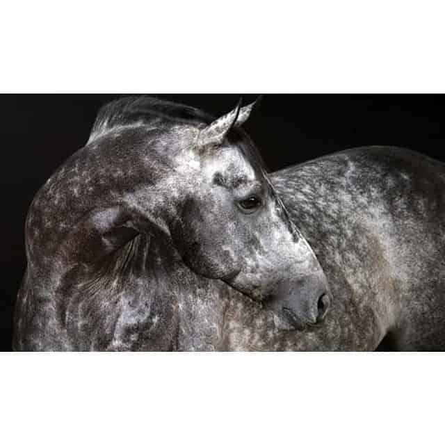 dapple grey horse