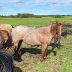 red roan horse