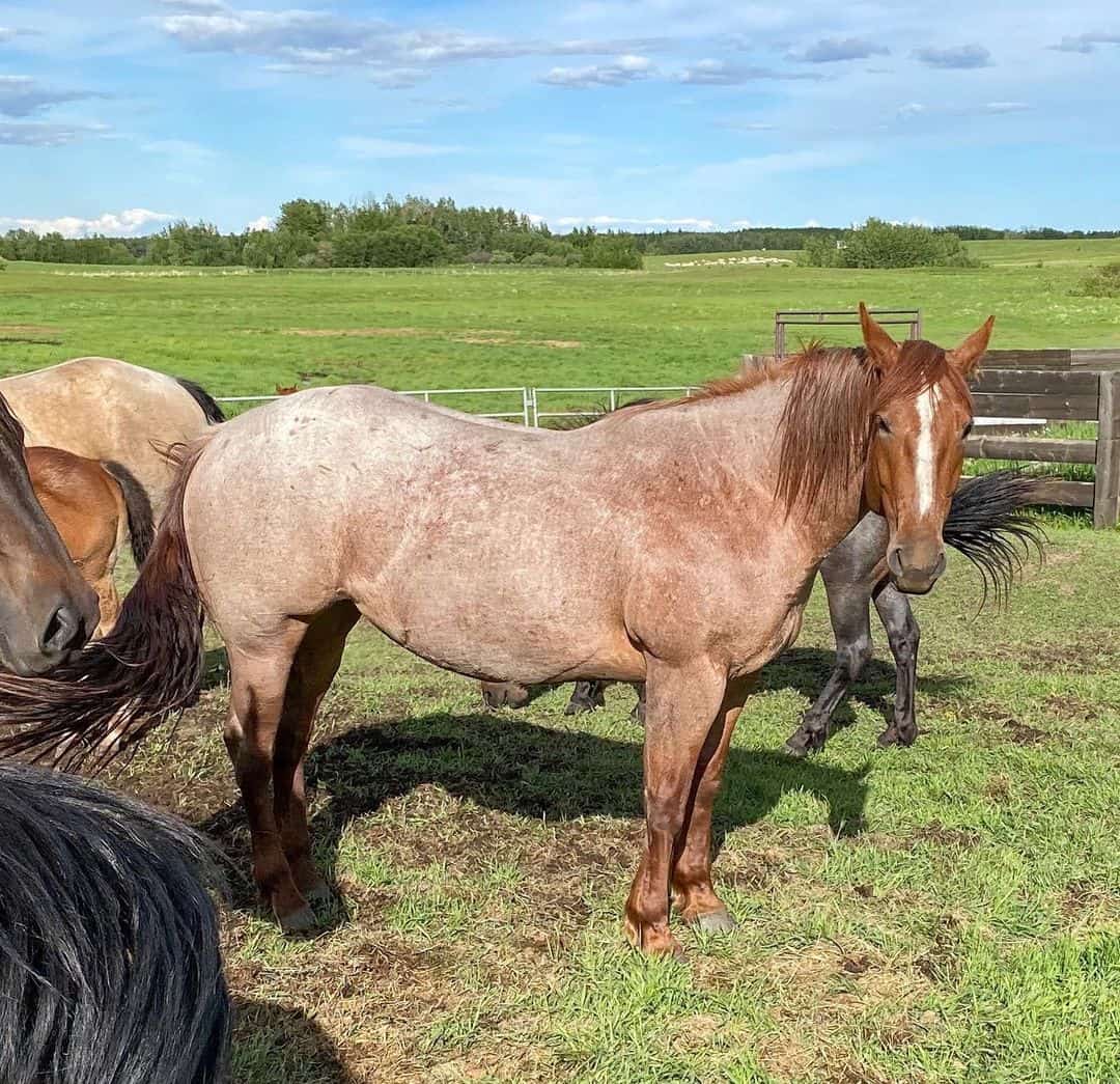 red roan horse