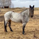 roan horse