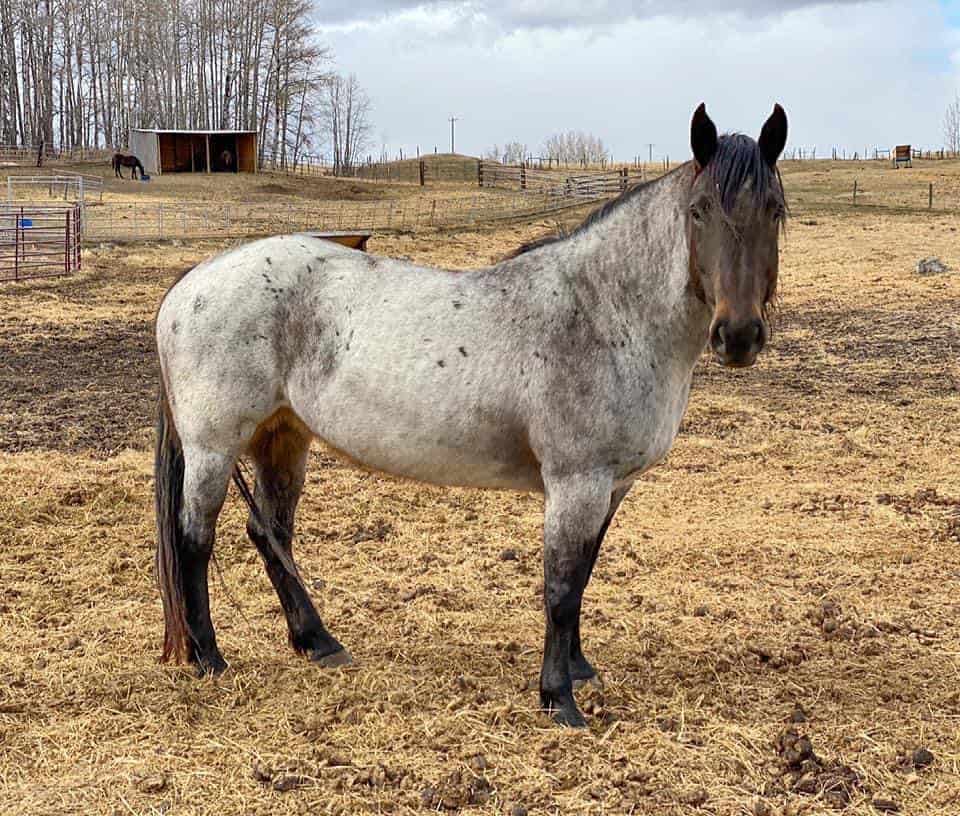 roan horse