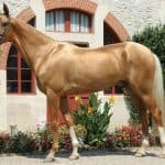 Akhal-Teke Horse