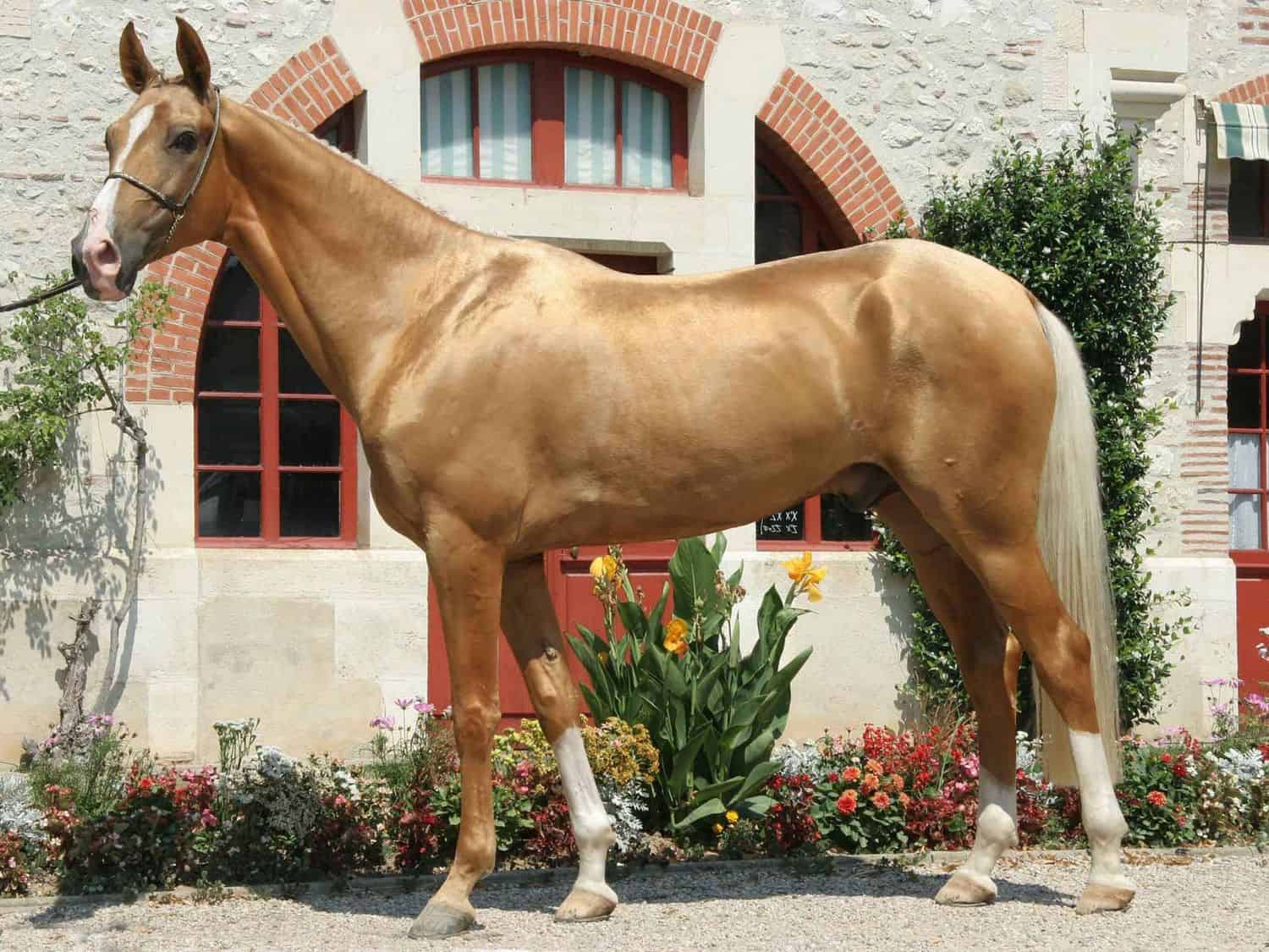 Akhal-Teke Horse