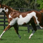 American Paint horse