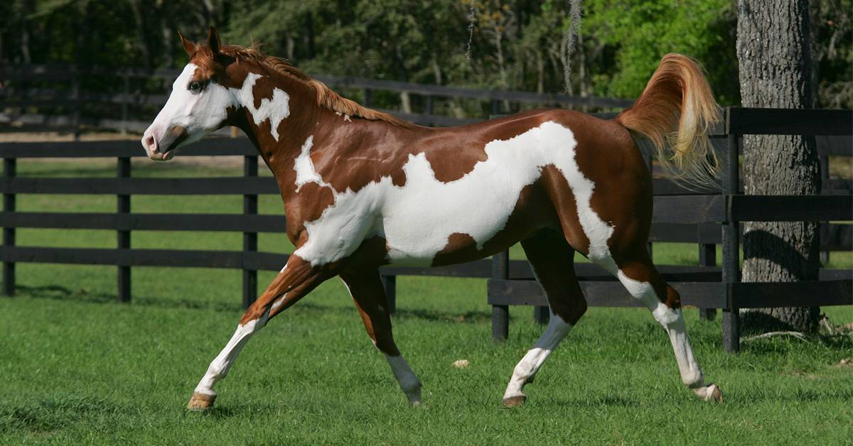 American Paint horse