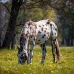 Appaloosa horse