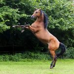 Arabian Horse