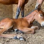 Baby Horse