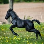 Baby Horse Weight