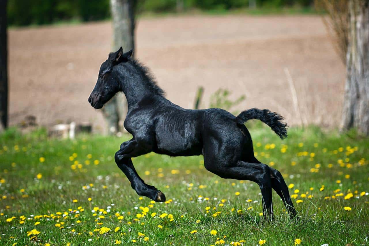 Baby Horse Weight