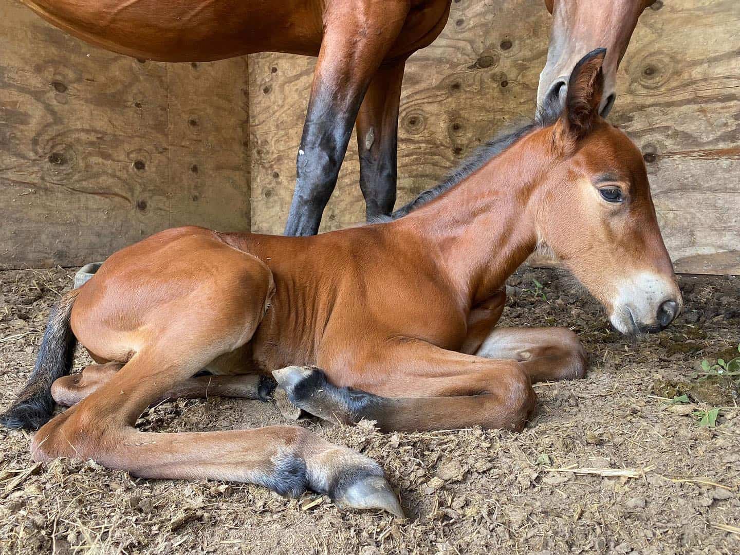 Baby Horse