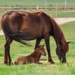 Baby Horses
