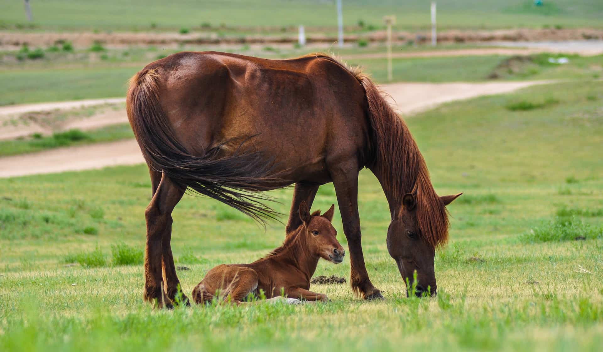 Baby Horses