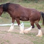 Clydesdale Horse