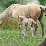 Differences Between a Male and a Female Foal